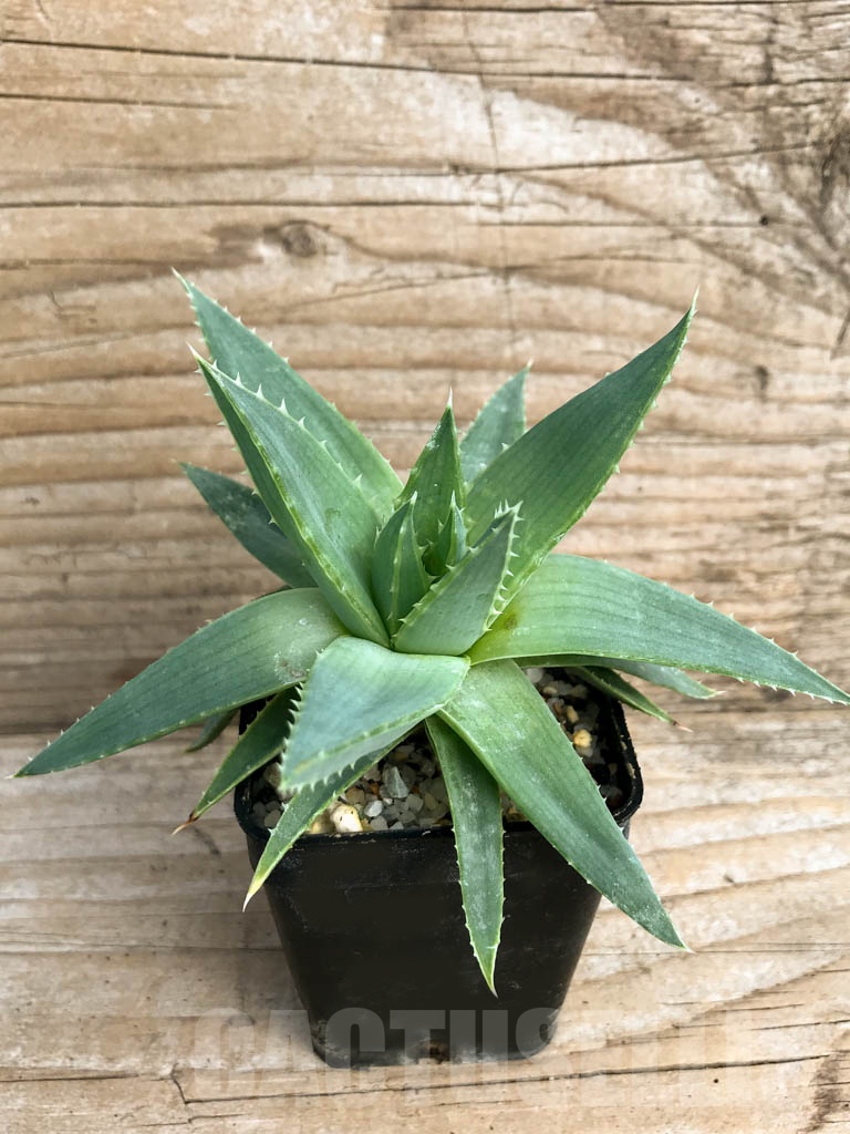 SHPR8827 Aloe polyphylla (Spiral Aloe)