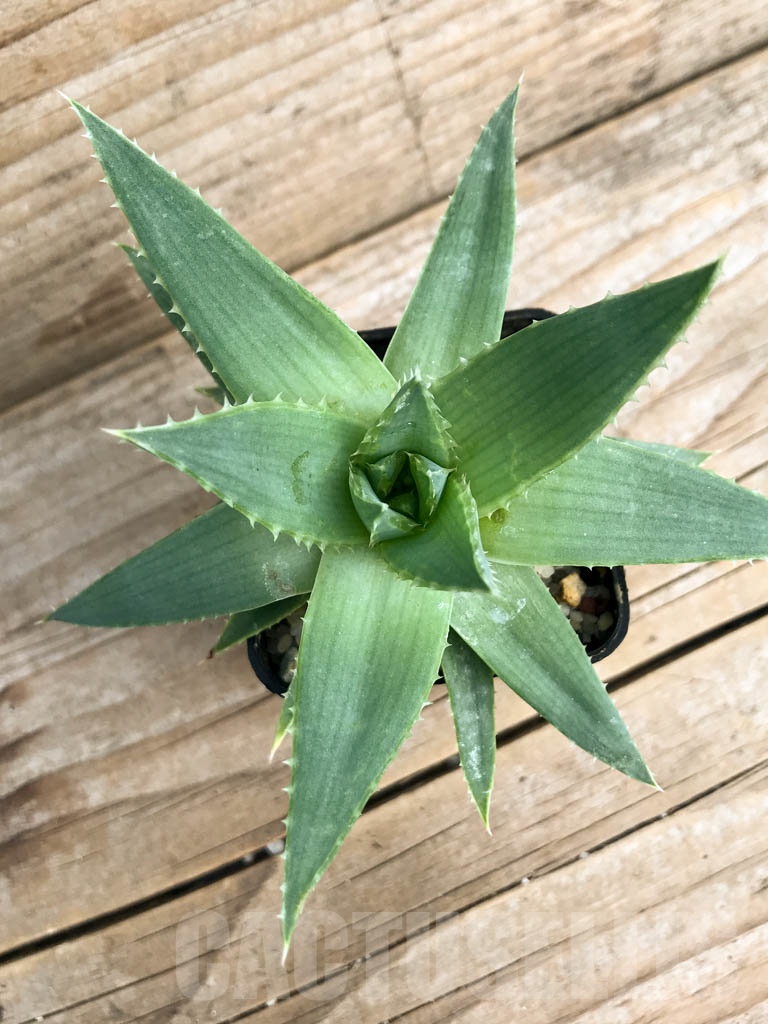 SHPR8827 Aloe polyphylla (Spiral Aloe) - immagine 3