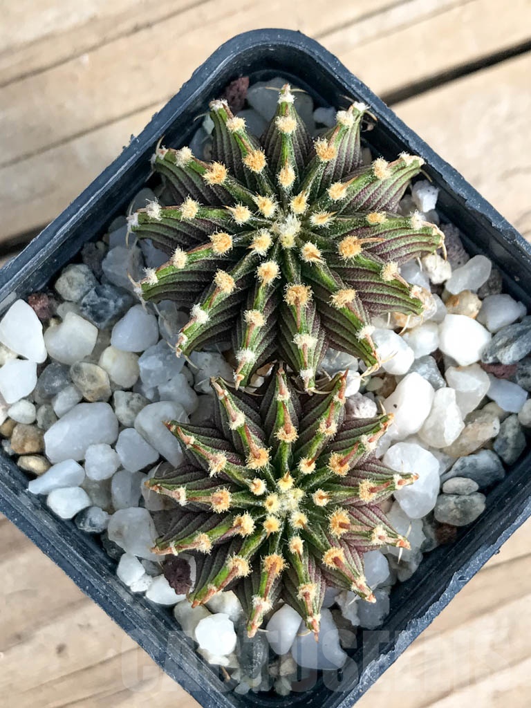 SHPR8833 Gymnocalycium friedrichii Agua Dulce LB 2178 (2 pcs) - 画像 (3)