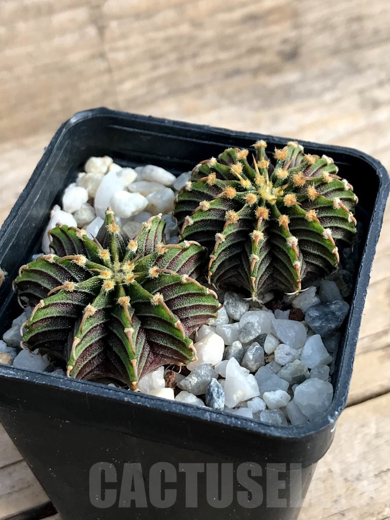 SHPR8833 Gymnocalycium friedrichii Agua Dulce LB 2178 (2 pcs) - 画像 (4)