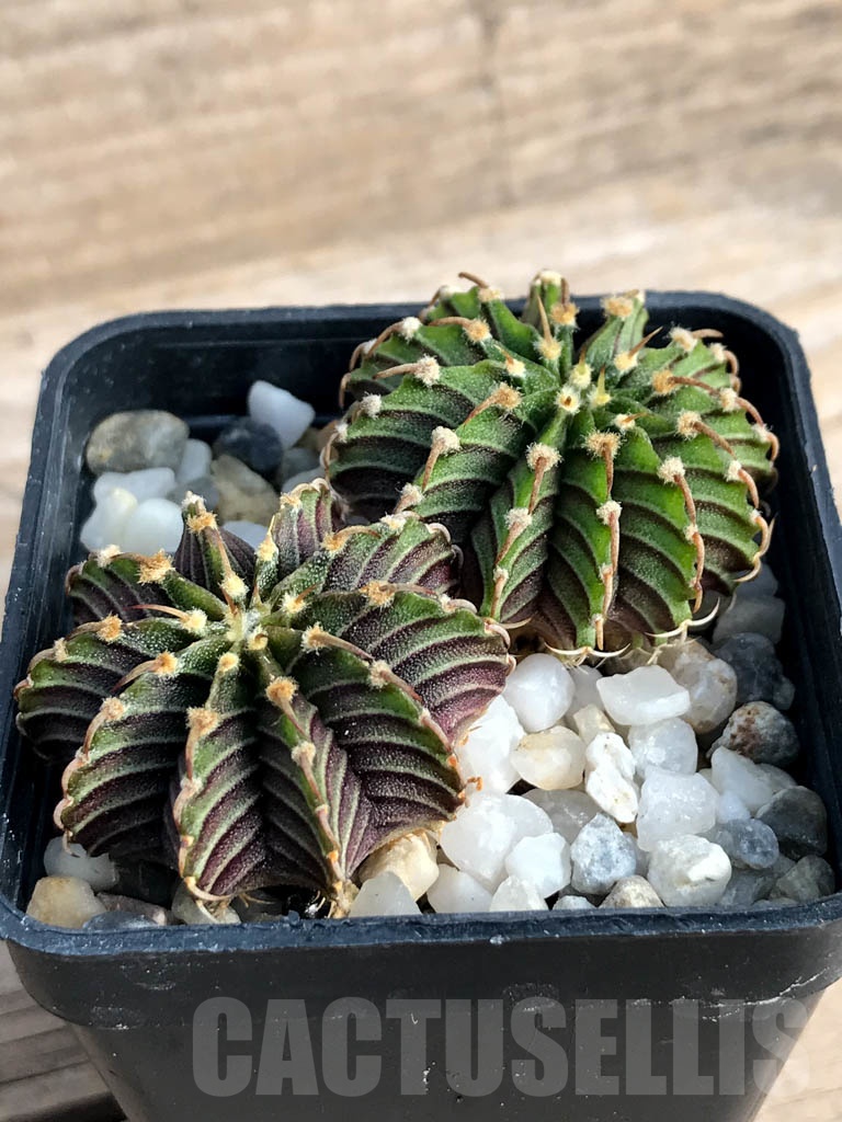 SHPR8833 Gymnocalycium friedrichii Agua Dulce LB 2178 (2 pcs)