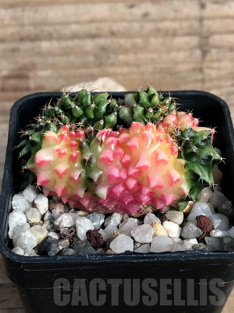 SHPR8840 Gymnocalycium ‘inermis’ hybrid f. cristata variegated - Image 2