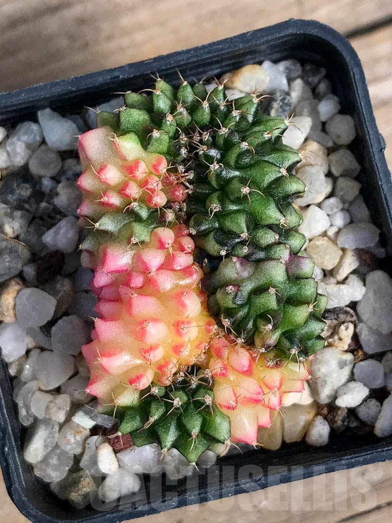 SHPR8840 Gymnocalycium ‘inermis’ hybrid f. cristata variegated