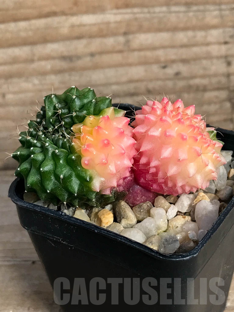 SHPR8841 Gymnocalycium ‘inermis’ hybrid f. cristata variegated