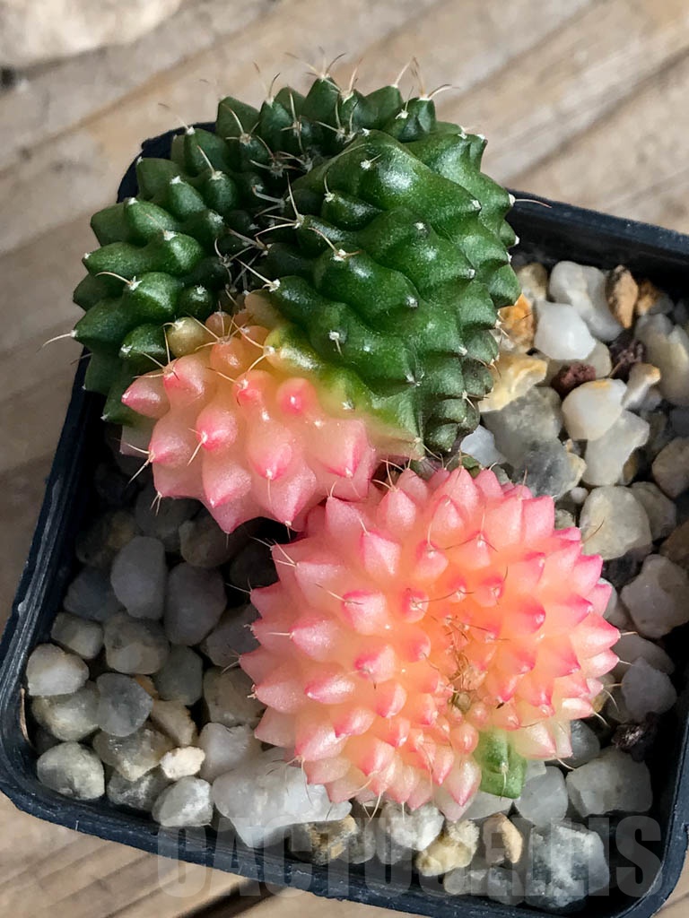 SHPR8841 Gymnocalycium ‘inermis’ hybrid f. cristata variegated - Image 3