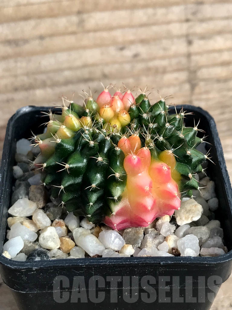 SHPR8842 Gymnocalycium ‘inermis’ hybrid f. cristata variegated
