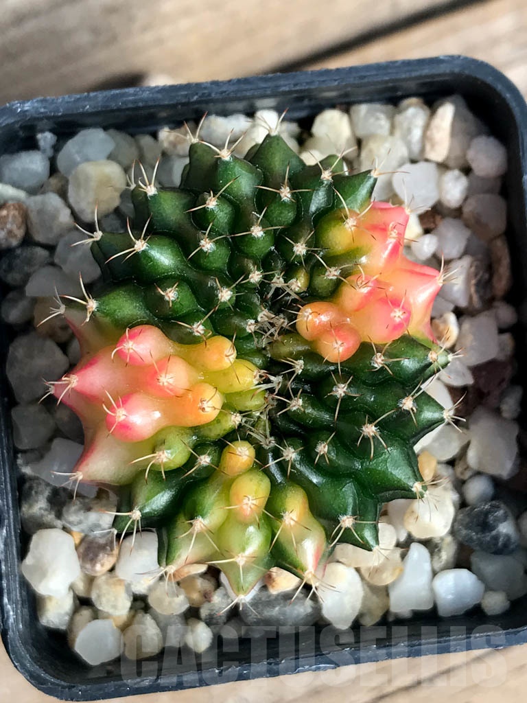 SHPR8842 Gymnocalycium ‘inermis’ hybrid f. cristata variegated - Image 3