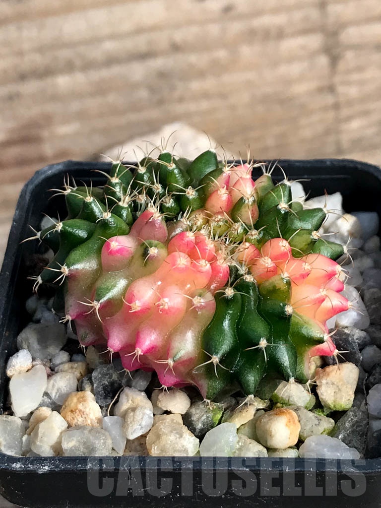 SHPR8843 Gymnocalycium ‘inermis’ hybrid f. cristata variegated - Image 3