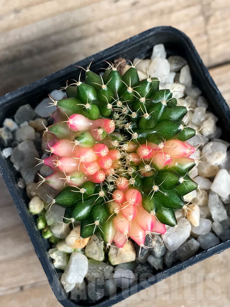 SHPR8843 Gymnocalycium ‘inermis’ hybrid f. cristata variegated