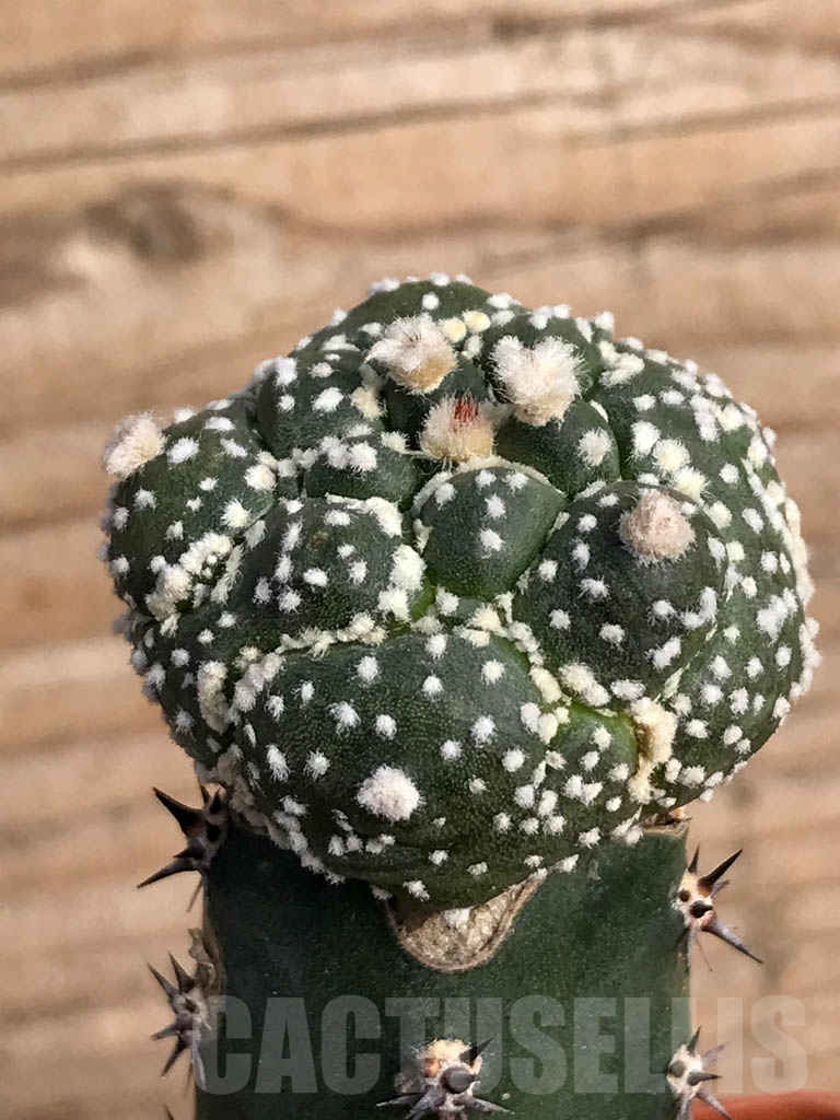 SHPR8845 Astrophytum asterias cv. Super Kabuto x Kikko