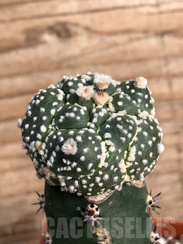 SHPR8845 Astrophytum asterias cv. Super Kabuto x Kikko - Image 3
