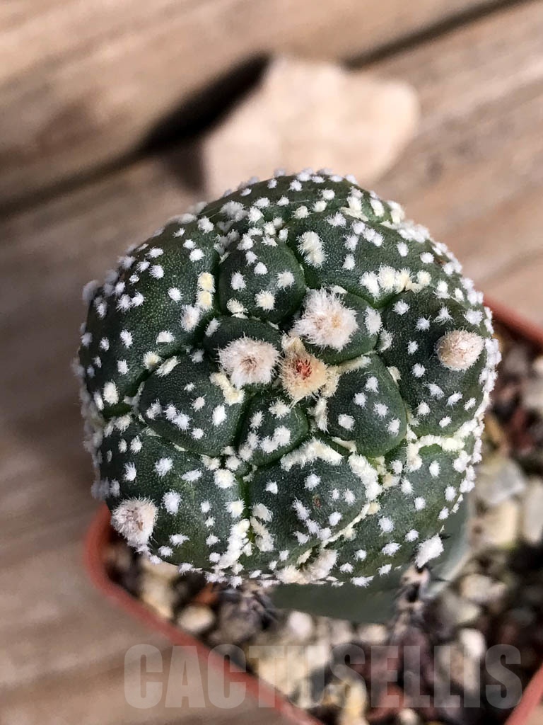SHPR8845 Astrophytum asterias cv. Super Kabuto x Kikko - Image 2
