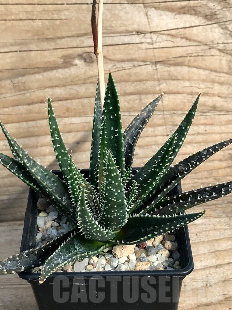 SHPR8850 Aloe florenceae