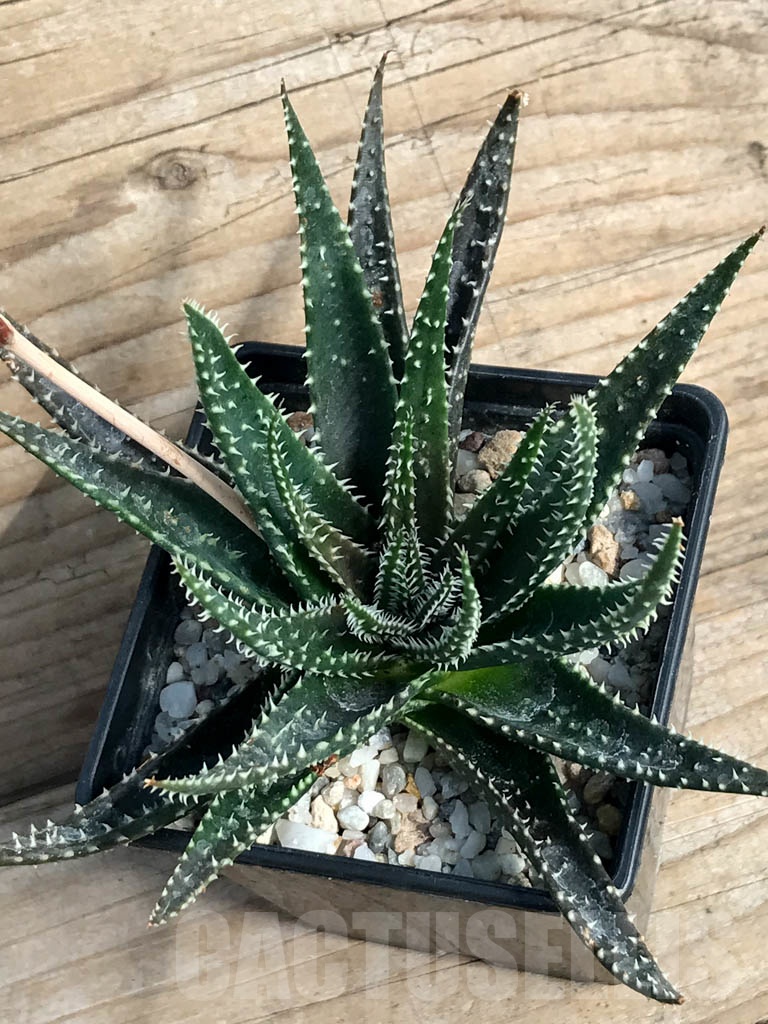 SHPR8850 Aloe florenceae - Image 3