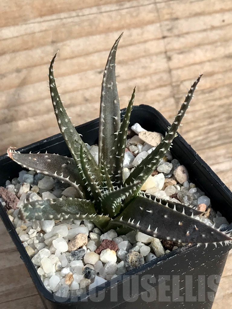 SHPR8851 Aloe florenceae