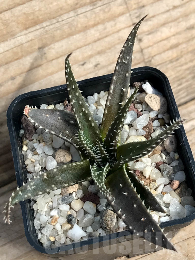 SHPR8851 Aloe florenceae - Image 3