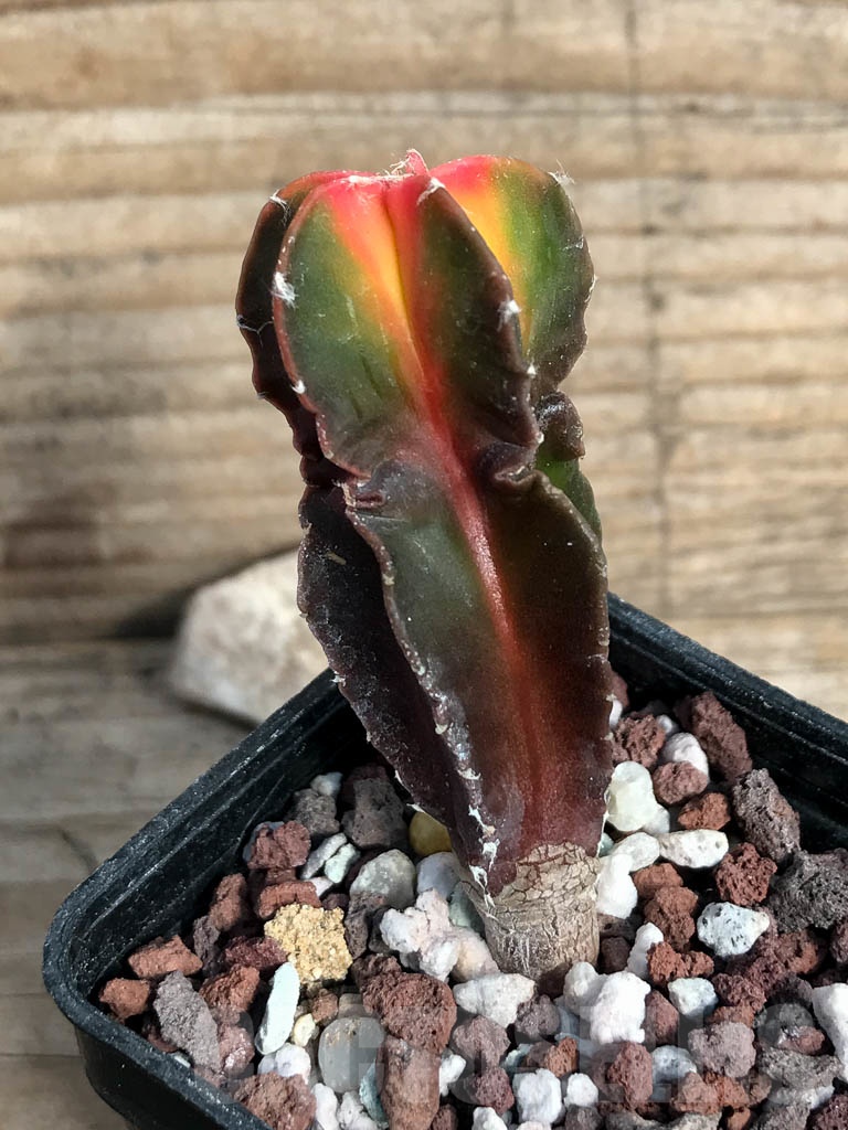 SHPR8852 Astrophytum myriostigma variegated - Image 2