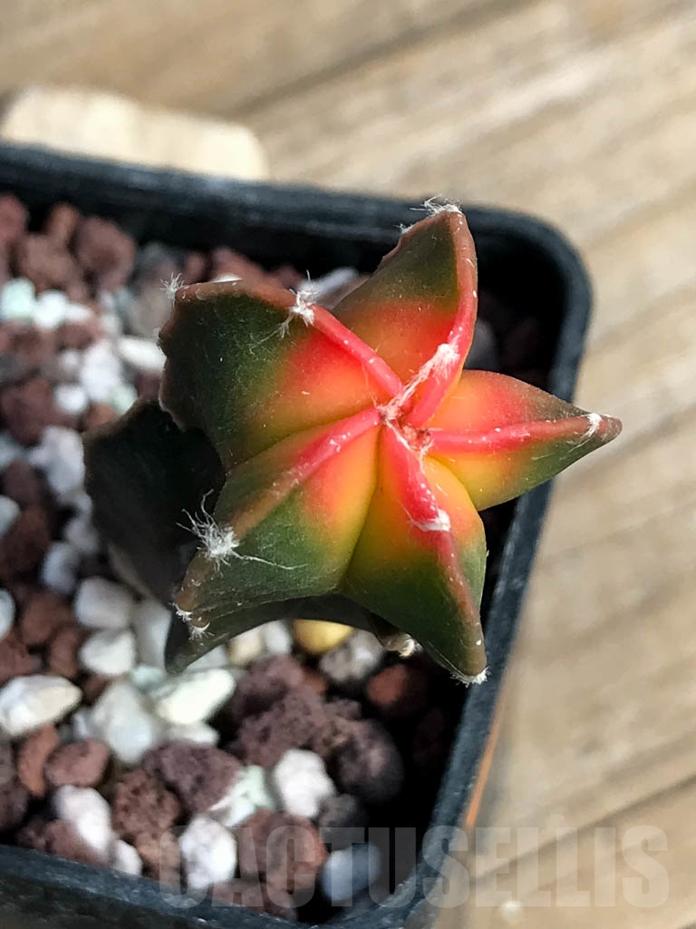 SHPR8852 Astrophytum myriostigma variegated