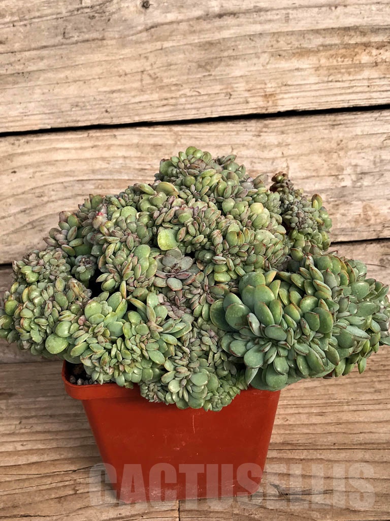 SHPR8853 Echeveria hybrid f. cristata