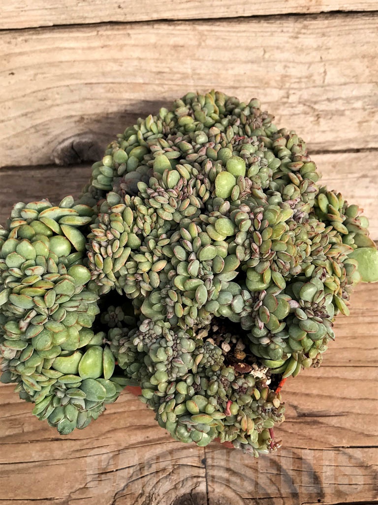 SHPR8853 Echeveria hybrid f. cristata - Image 3