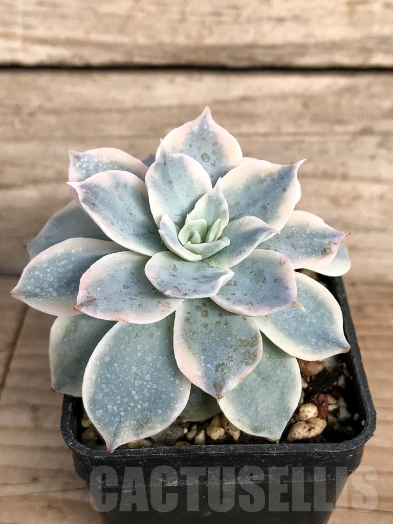 SHPR8855 Echeveria subsessilis f. variegata - Image 2