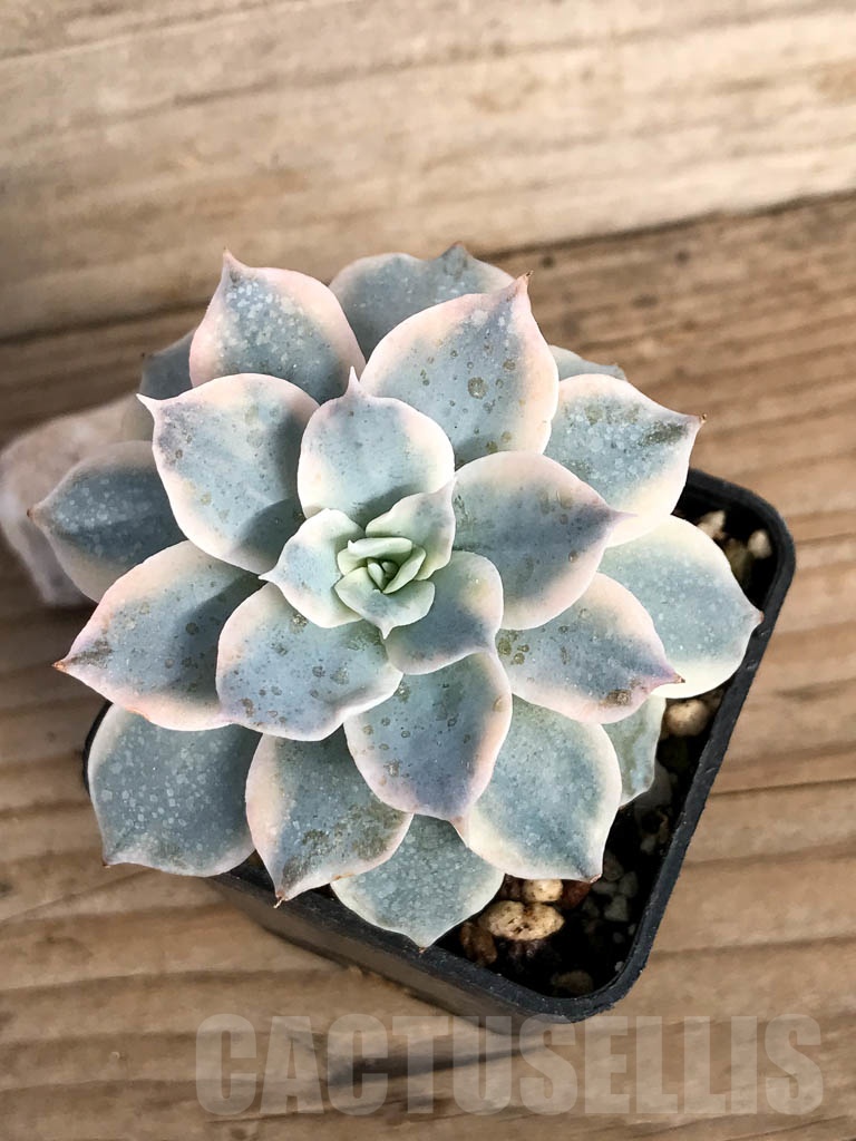 SHPR8855 Echeveria subsessilis f. variegata