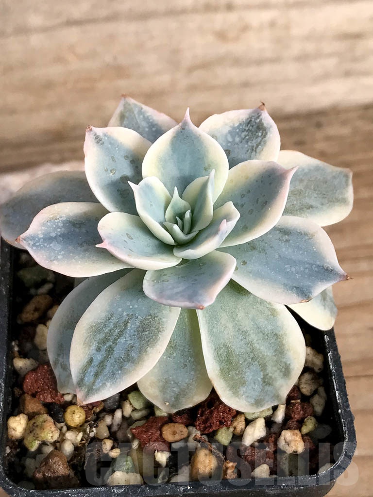 SHPR8855 Echeveria subsessilis f. variegata - Image 4