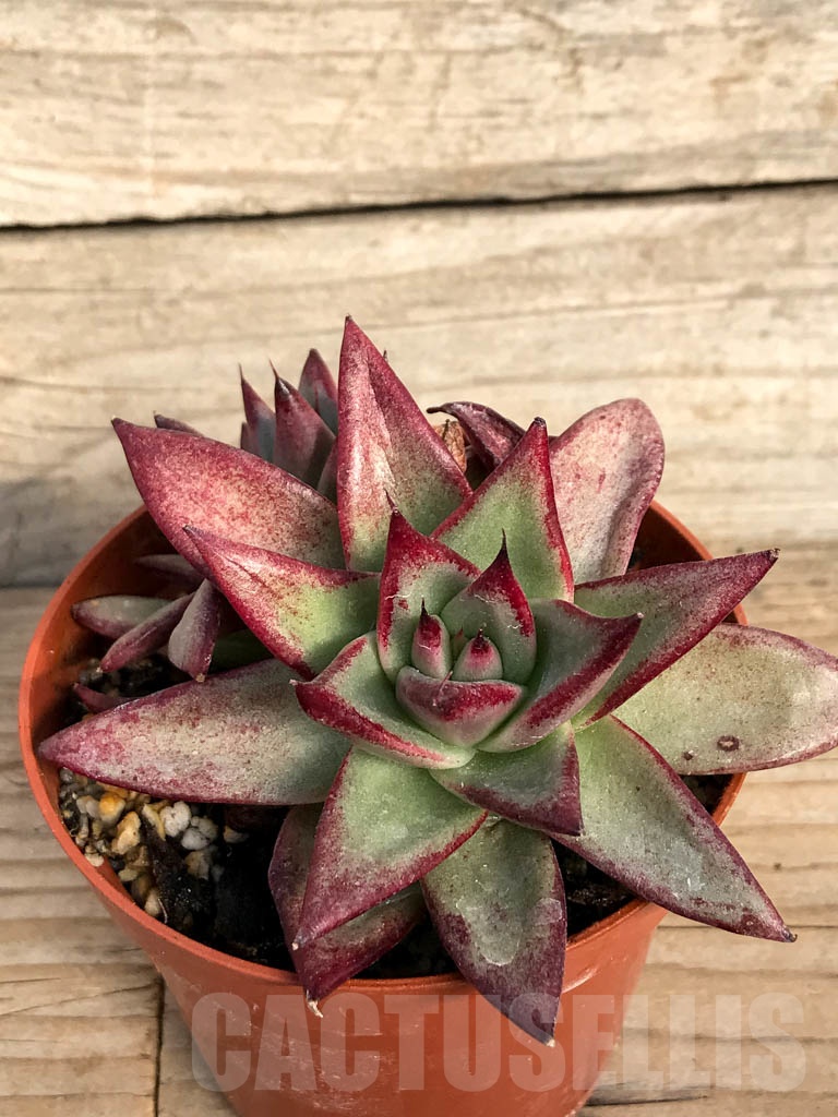 SHPR8860 Echeveria agavoides ‘Red Sandalwood’, 2 heads - Image 2
