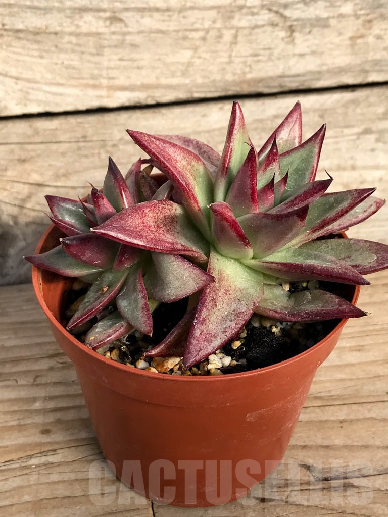 SHPR8860 Echeveria agavoides ‘Red Sandalwood’, 2 heads