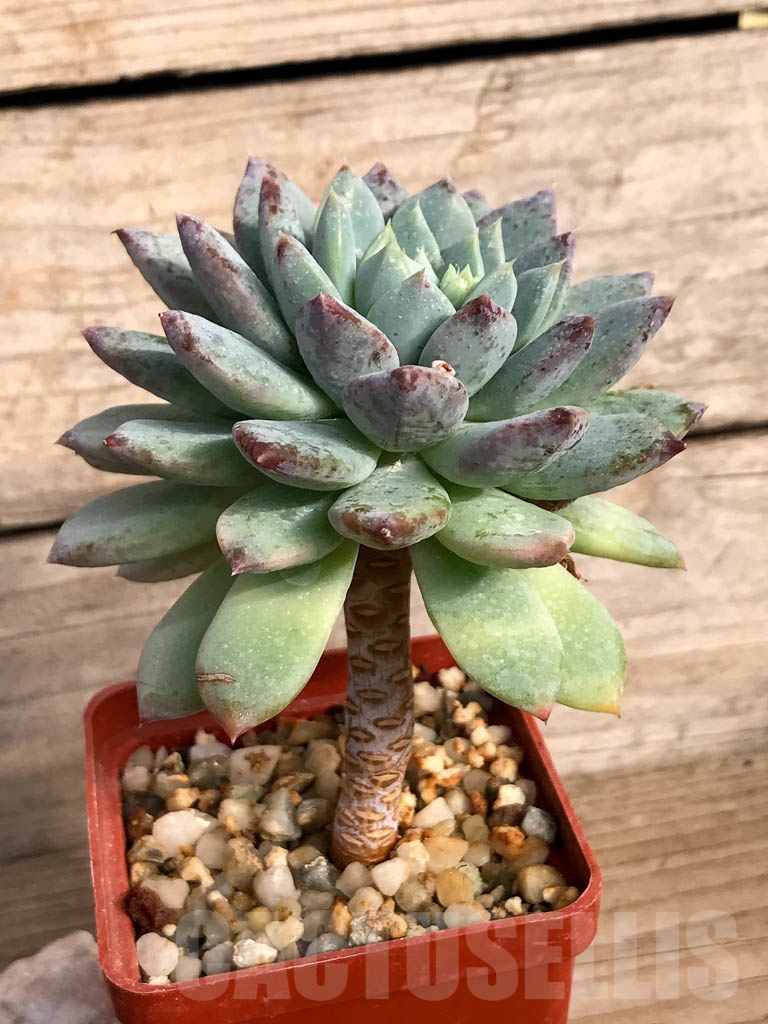 SHPR8866 Pachyveria 'Clavifolia'