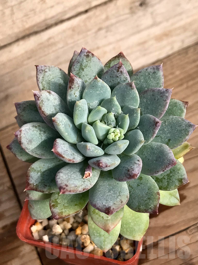 SHPR8866 Pachyveria 'Clavifolia' - Image 3