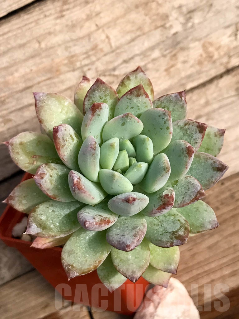 SHPR8866 Pachyveria 'Clavifolia' - Image 4