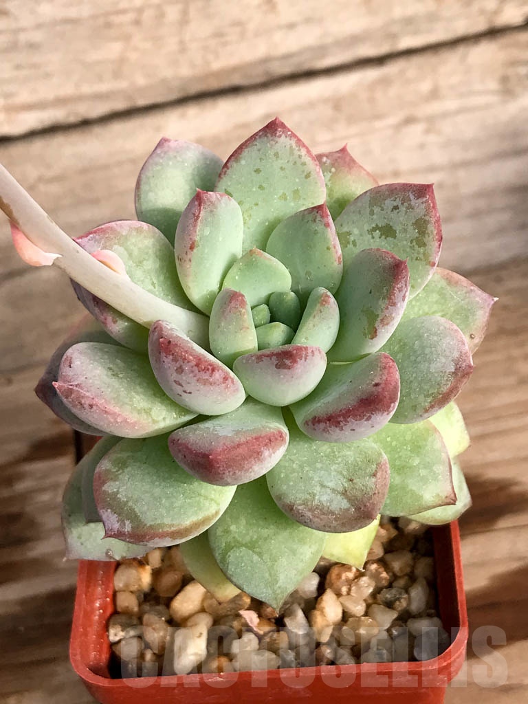 SHPR8866 Pachyveria 'Clavifolia' - Image 5