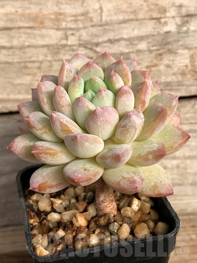 SHPR8867 Echeveria subcorymbosa hybrid