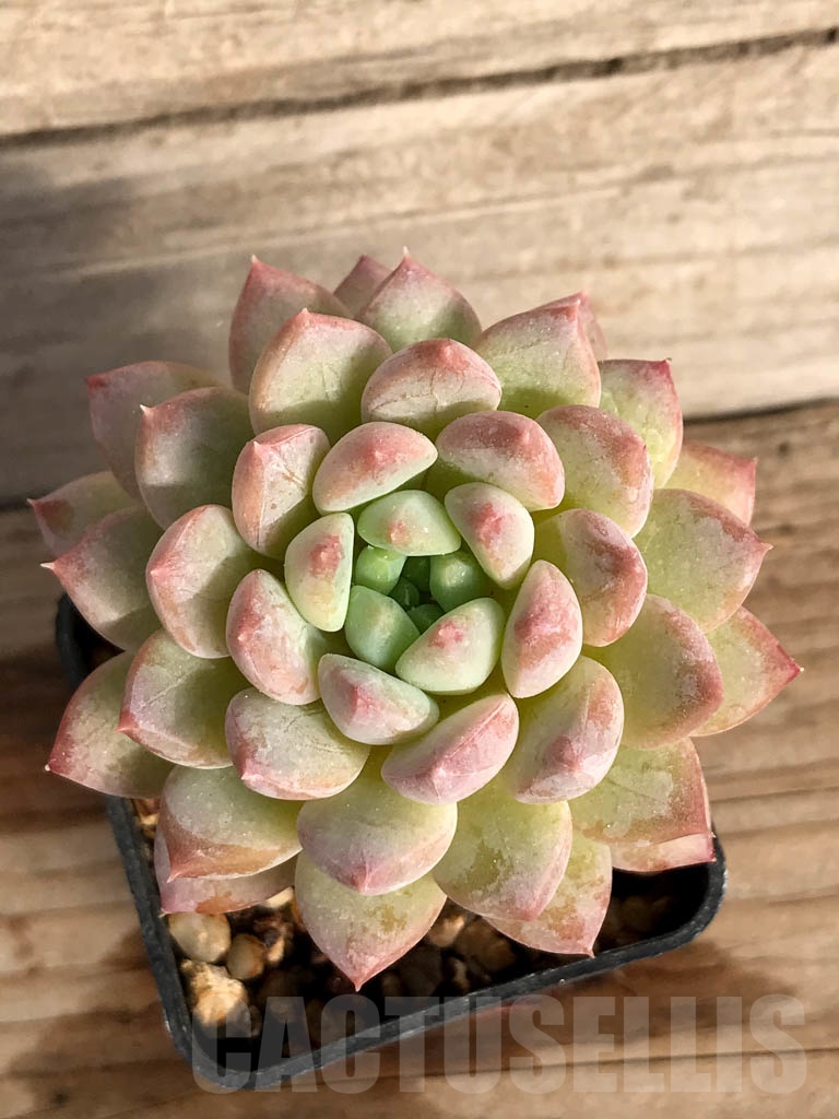 SHPR8867 Echeveria subcorymbosa hybrid - Image 3