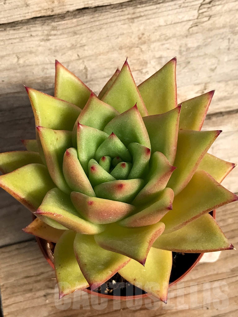 SHPR8871 Echeveria agavoides 'Corderoyi' red - Image 3