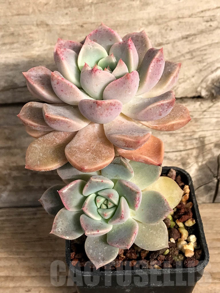 SHPR8877 Echeveria hybrid