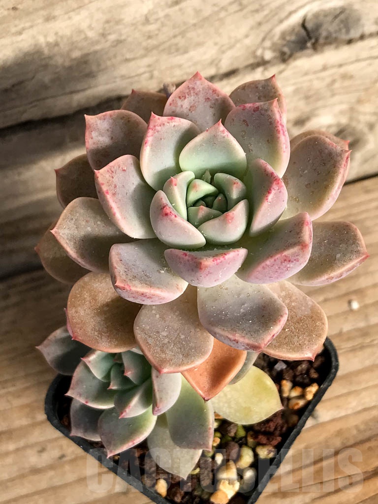 SHPR8877 Echeveria hybrid - Image 3