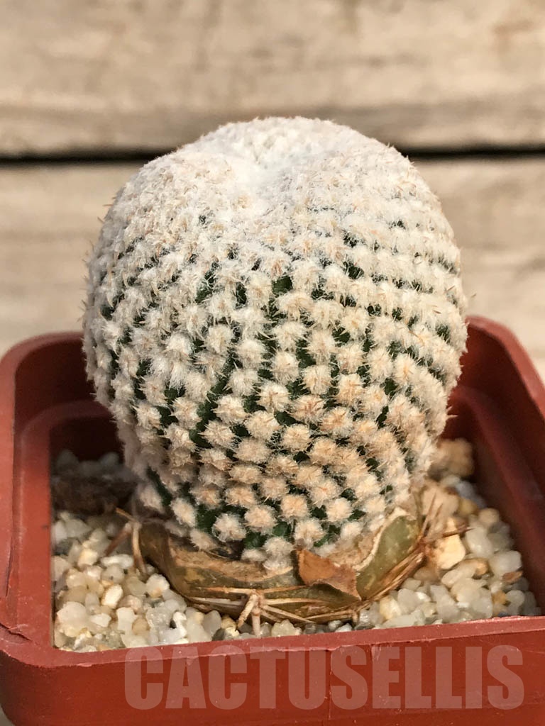 SHPR8882 Thelocephala challensis, Chile, grafted