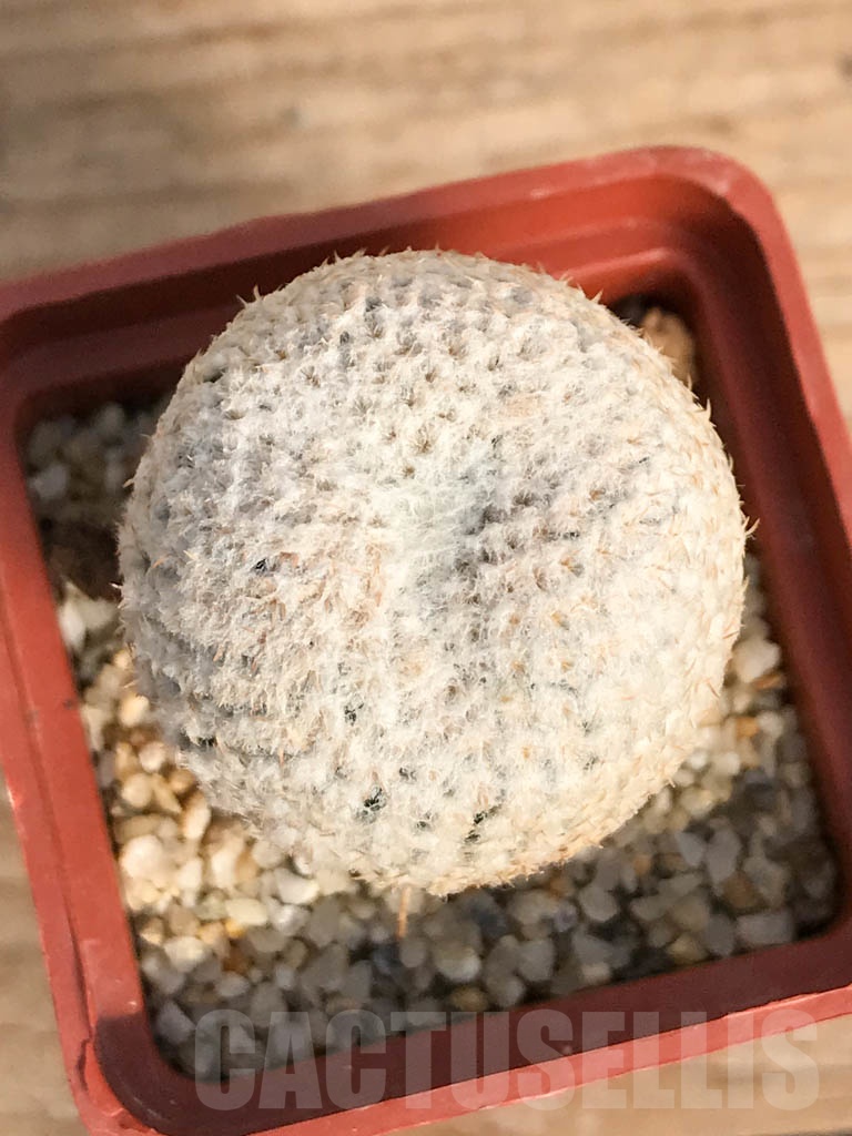 SHPR8882 Thelocephala challensis, Chile, grafted - immagine 3