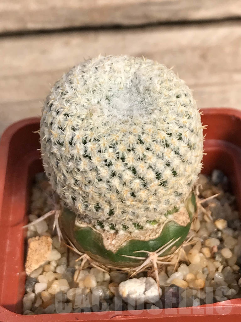 SHPR8883 Thelocephala challensis, Chile, grafted