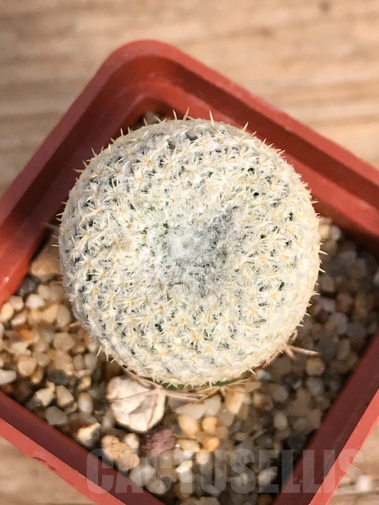 SHPR8883 Thelocephala challensis, Chile, grafted - Obrázek 3