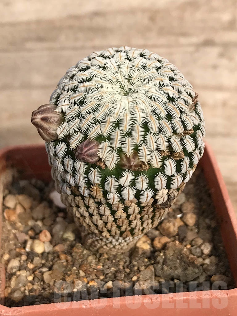 SHPR8898 Mammillaria pectinifera / Solisia pectinata