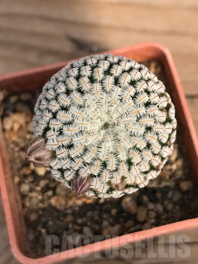 SHPR8898 Mammillaria pectinifera / Solisia pectinata - immagine 3