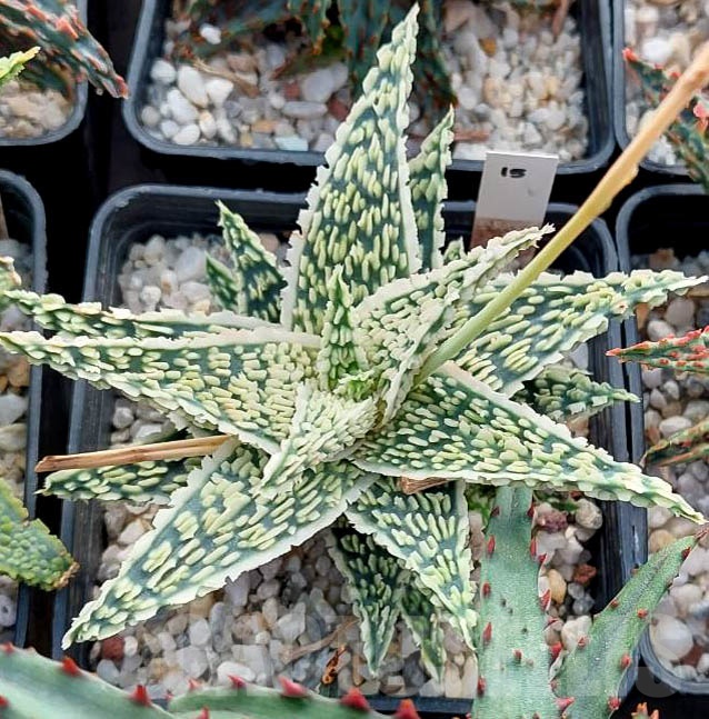 LOT526 10 SEEDS Aloe TST15 2023