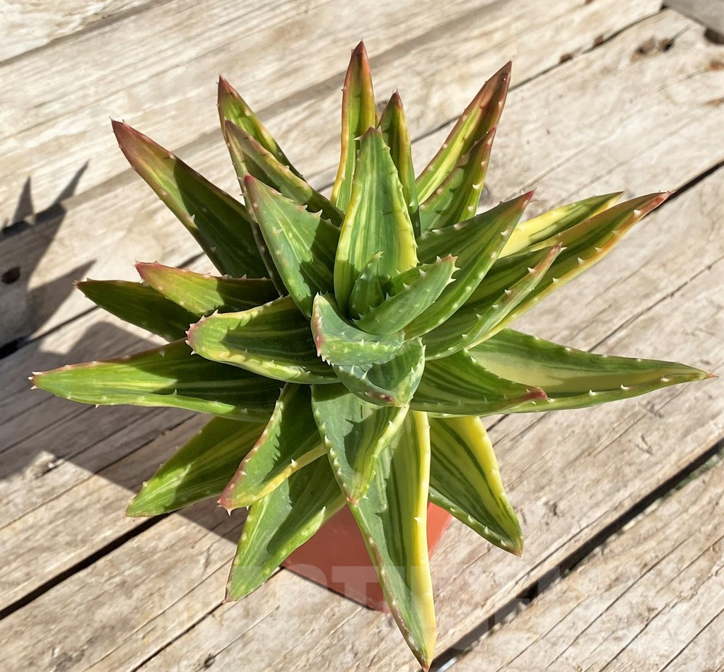 SH4726 Aloe mitriformis f. variegata - Image 2