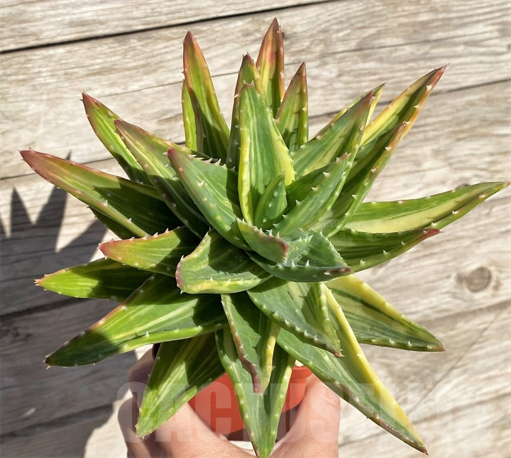 SH4726 Aloe mitriformis f. variegata - Image 3