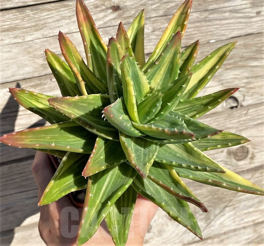 SH4726 Aloe mitriformis f. variegata
