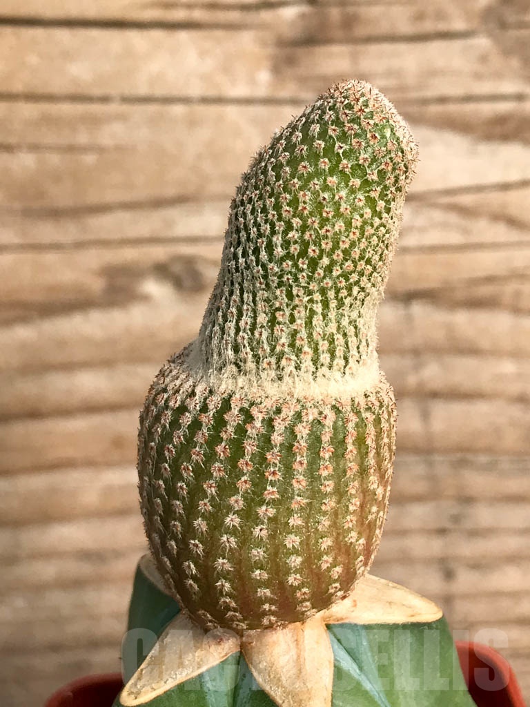 SHPR8847 Yavia cryptocarpa