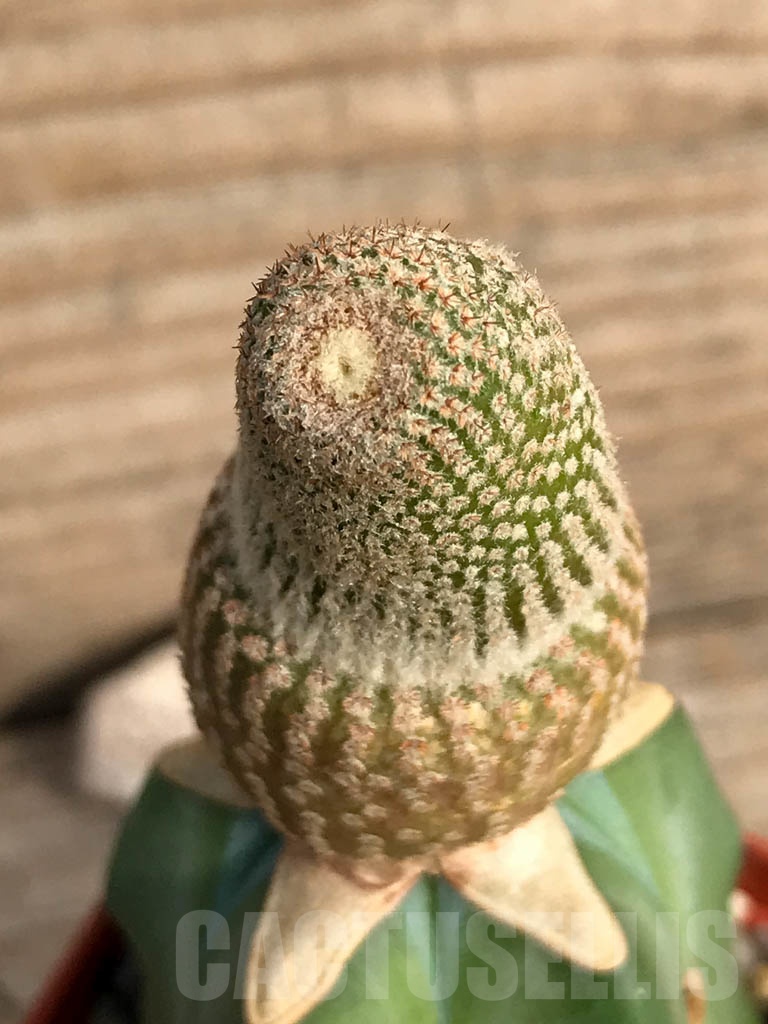 SHPR8847 Yavia cryptocarpa - 画像 (3)